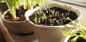 Tips for starting your own indoor garden